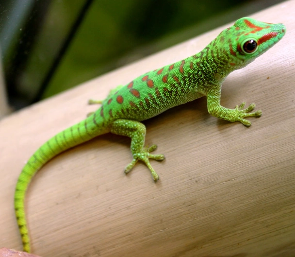 Madagascar day gecko care Madagascar day gecko care