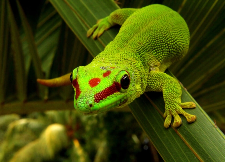 popular day gecko types