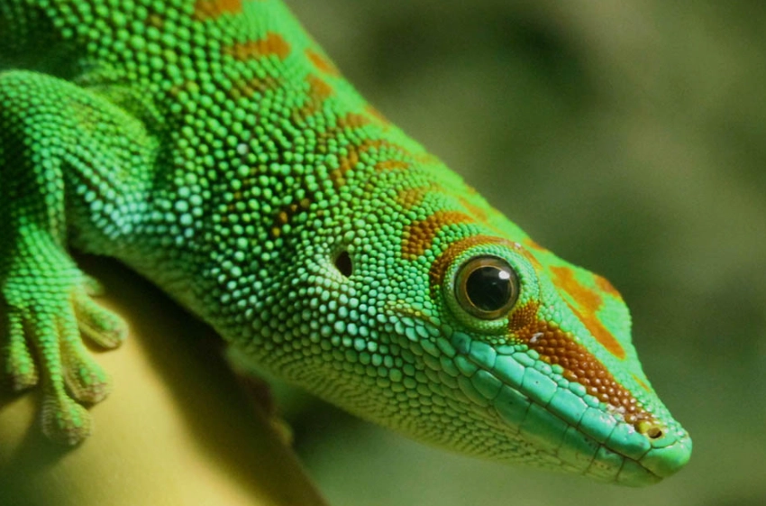 Madagascar day gecko care Madagascar day gecko care