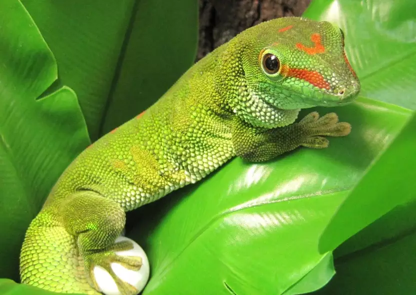 day gecko habitat day gecko habitat