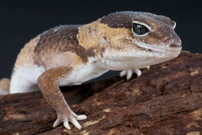 fat-tailed gecko species