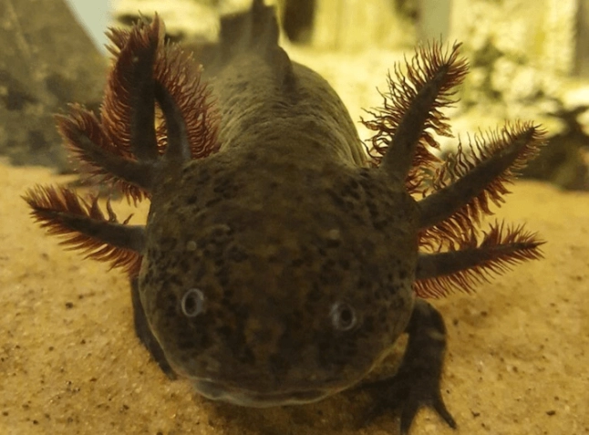 axolotl habitat setup