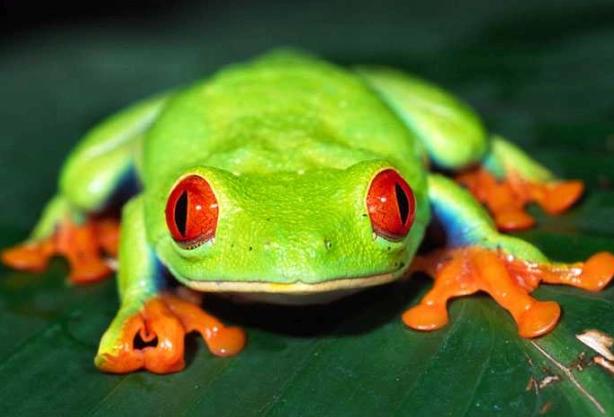 red eyed tree frog facts red eyed tree frog facts