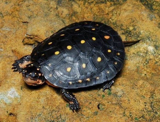 spotted turtle care
