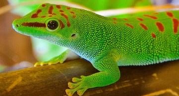 day gecko care