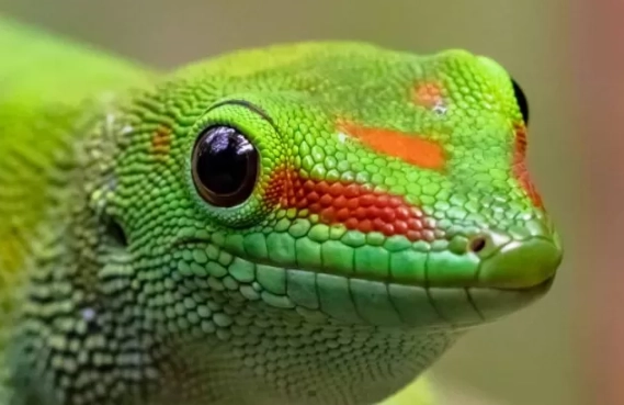 Phelsuma maintenance