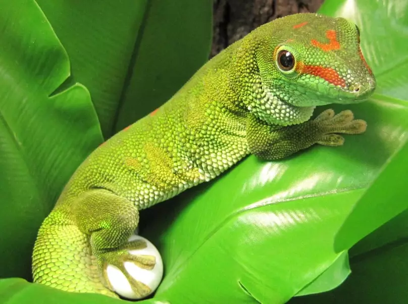 day gecko care