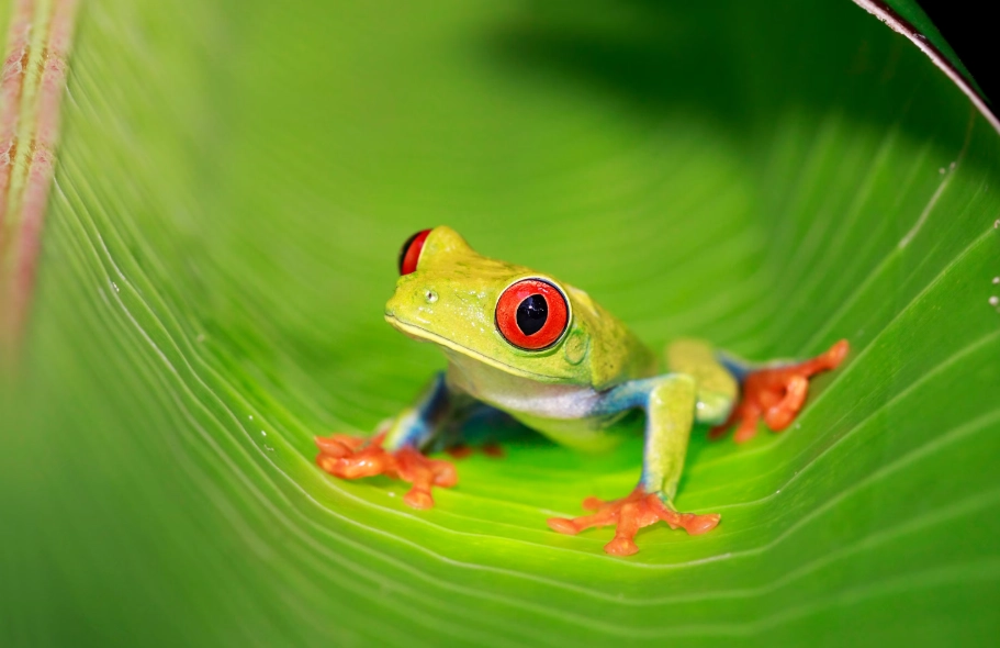 red eyed tree frog facts red eyed tree frog facts