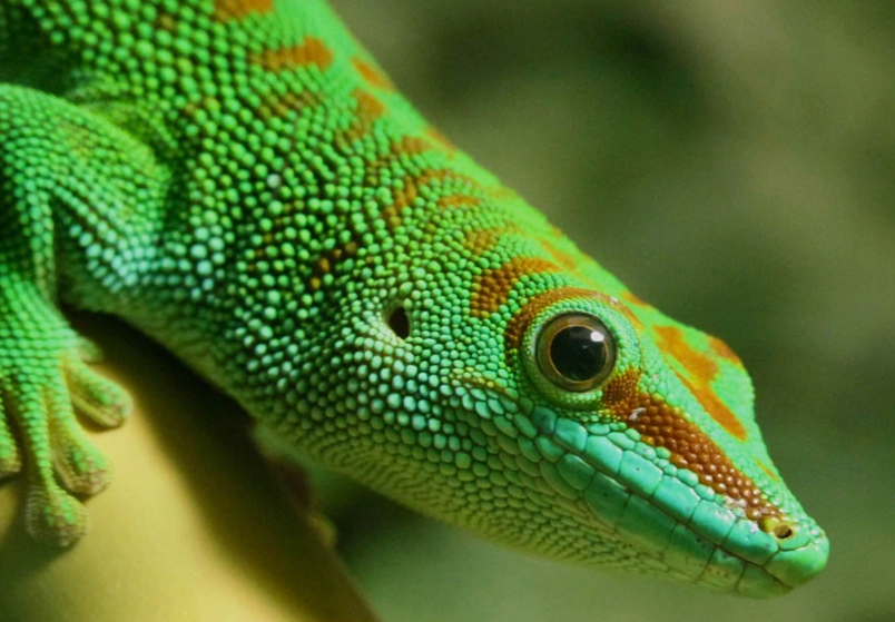 are day geckos good pets