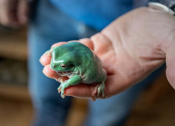 White's Tree Frog pet