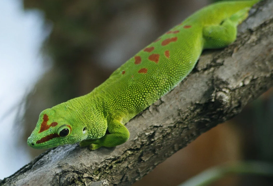 Phelsuma species Phelsuma species