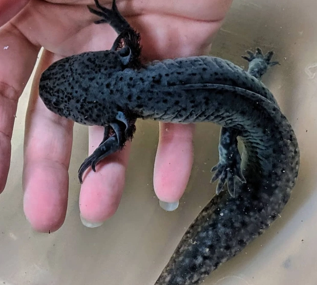 axolotl habitat setup