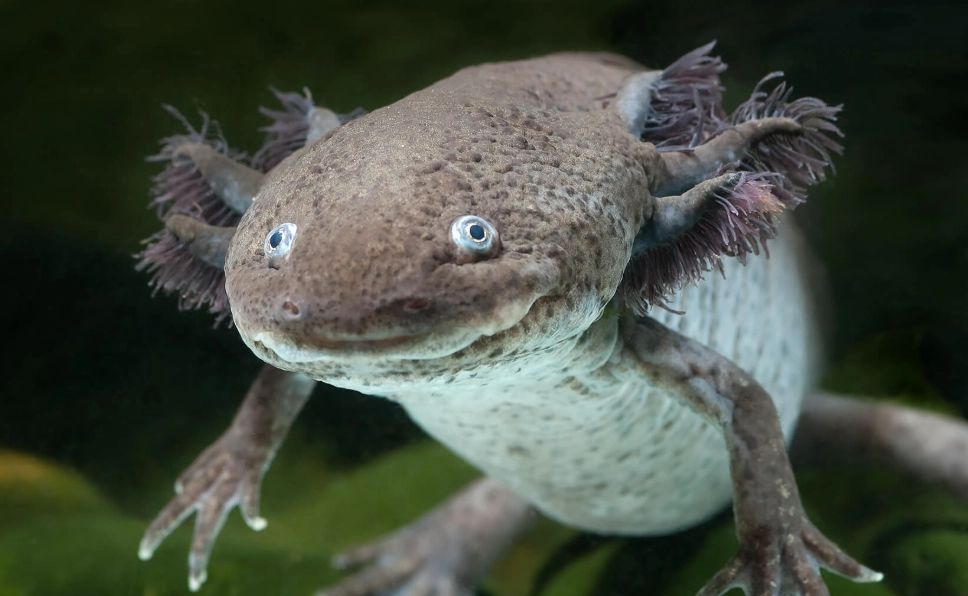leucistic axolotl