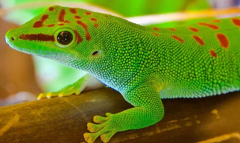 day gecko habitat day gecko habitat