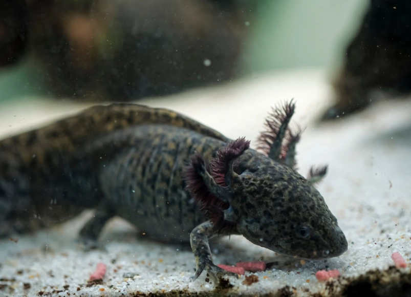 spotted axolotl care