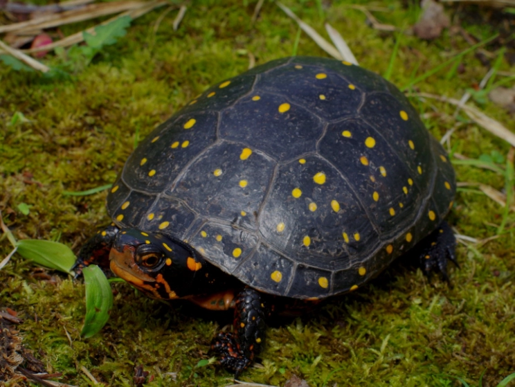 spotted turtle habitat