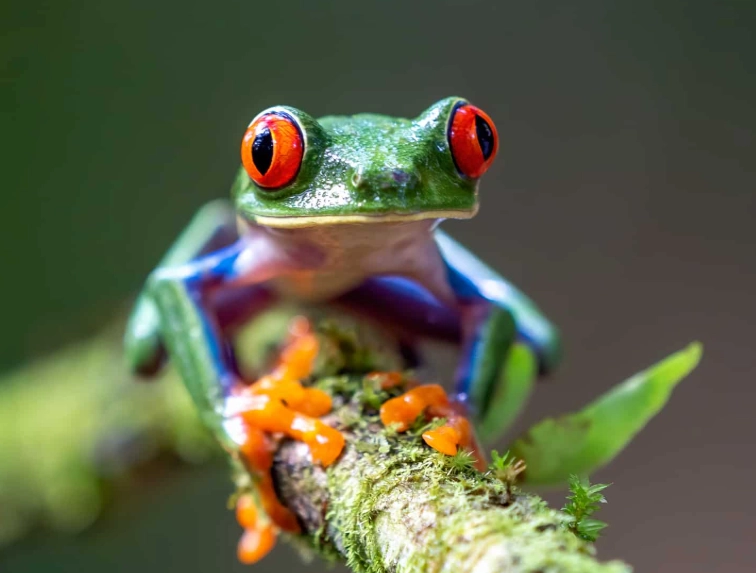 red eyed tree frog habitat red eyed tree frog habitat