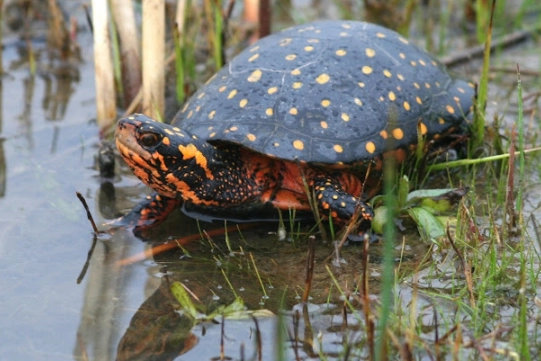 spotted turtle habitat
