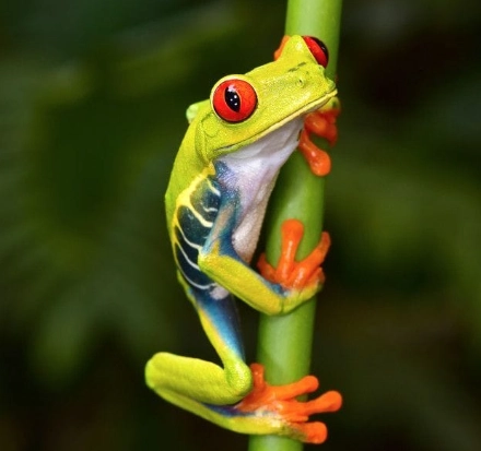 red eyed tree frog care red eyed tree frog care