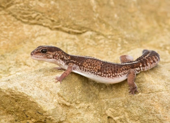 leopard gecko fat tail