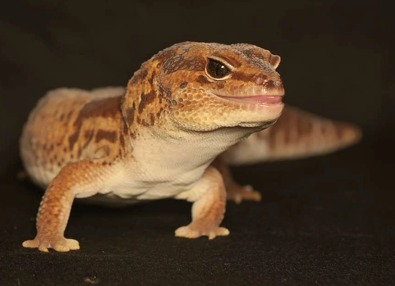 African fat-tailed gecko