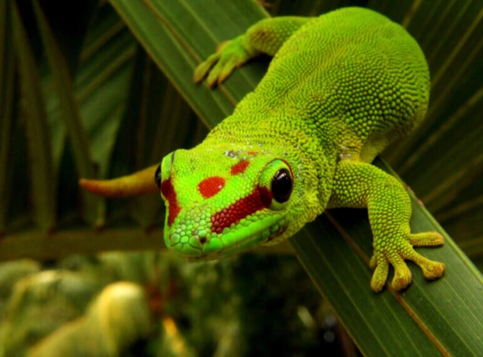 day gecko care