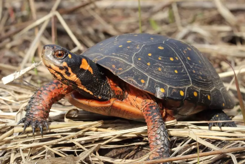 spotted turtle care