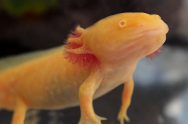 spotted axolotl care