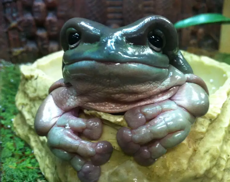 White's Tree Frog care