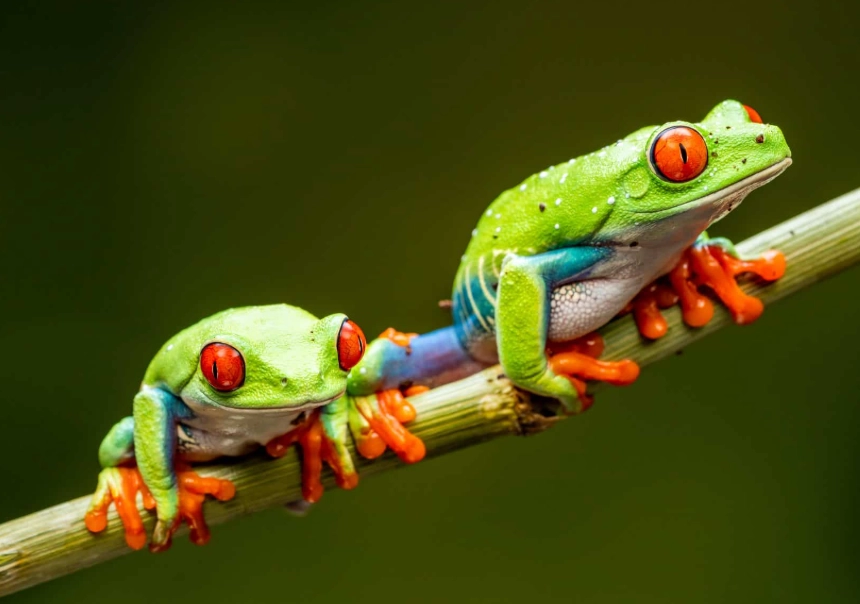 red eyed tree frog care red eyed tree frog care