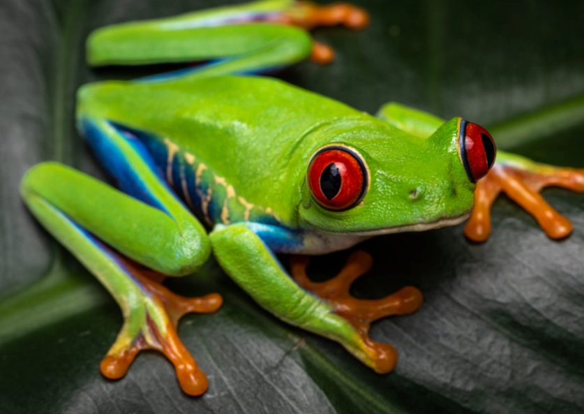 red eyed tree frog habitat red eyed tree frog habitat