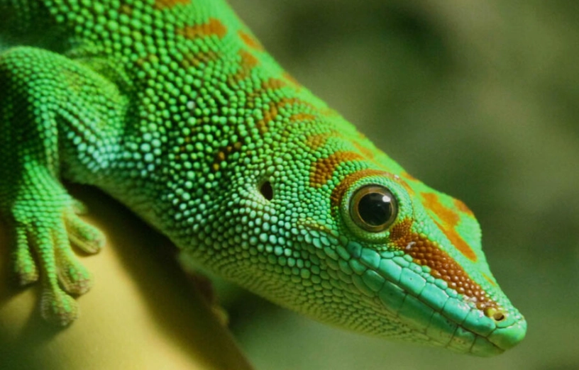 popular day gecko types