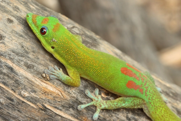 day gecko care