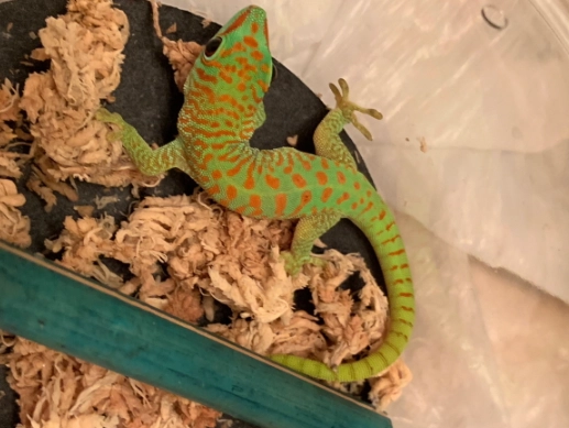 day gecko care