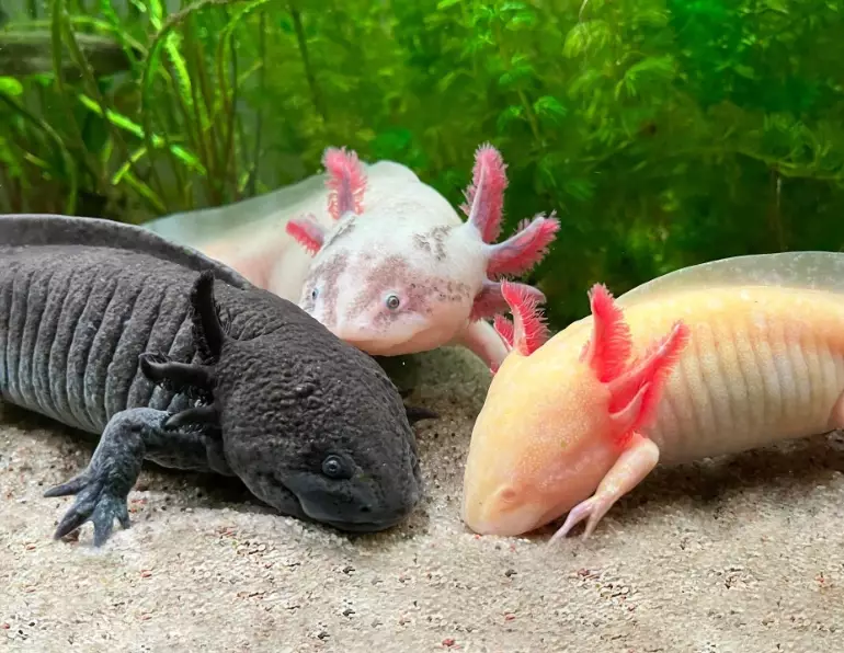 Oriental fire-bellied newt