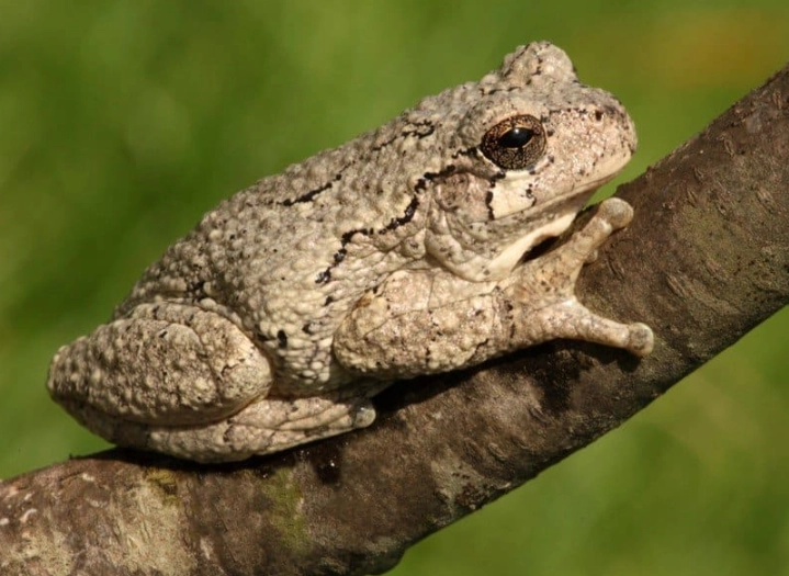 gray tree frog call