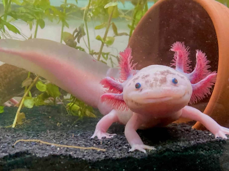 red spotted axolotl care