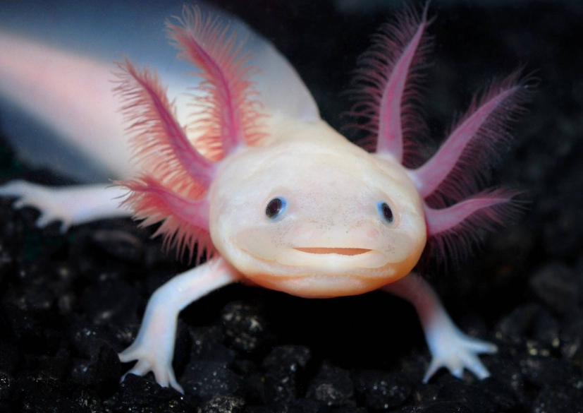 Asian salamander pet