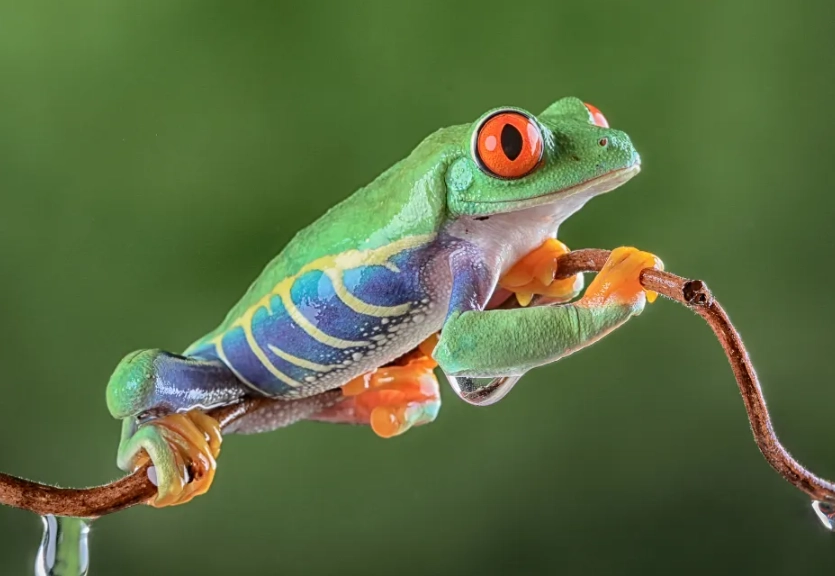 red eyed tree frog care