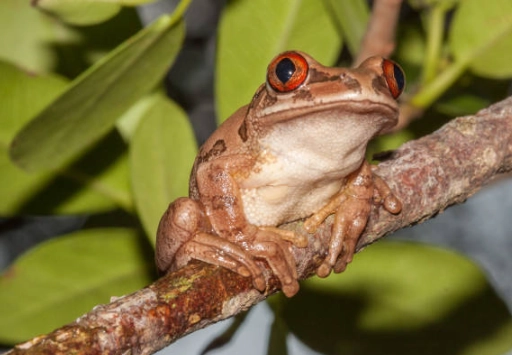 tree frog habitat setup