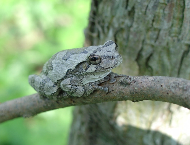 hyla versicolor