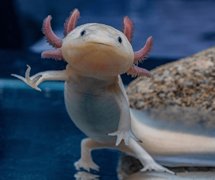 axolotl care