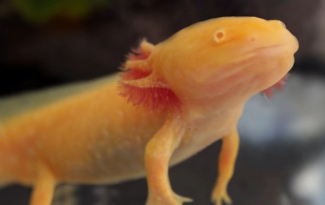 axolotl color morphs