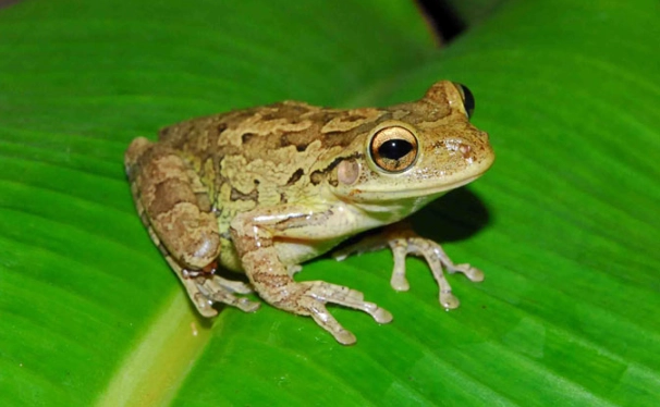 Florida tree frog care