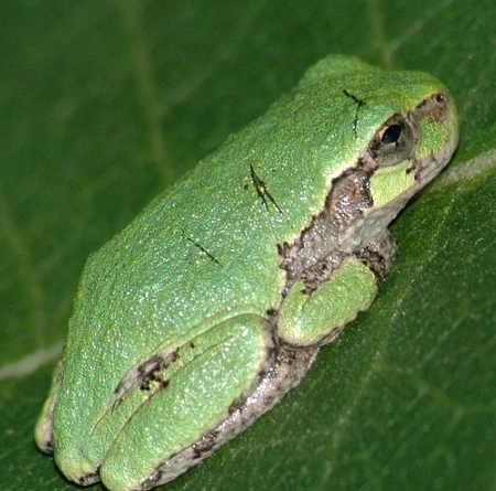gray tree frog vs cope's gray tree frog