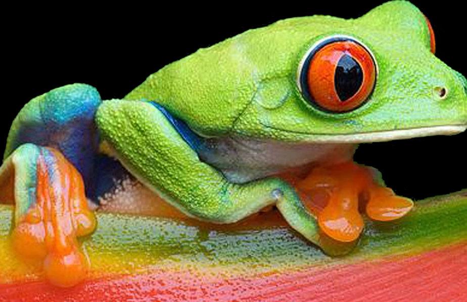 agalychnis callidryas