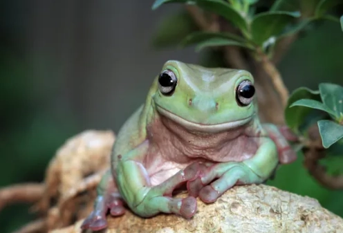 tree frog habitat setup