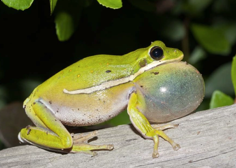 Florida tree frog sound