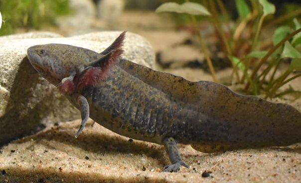 leucistic axolotl with red spots