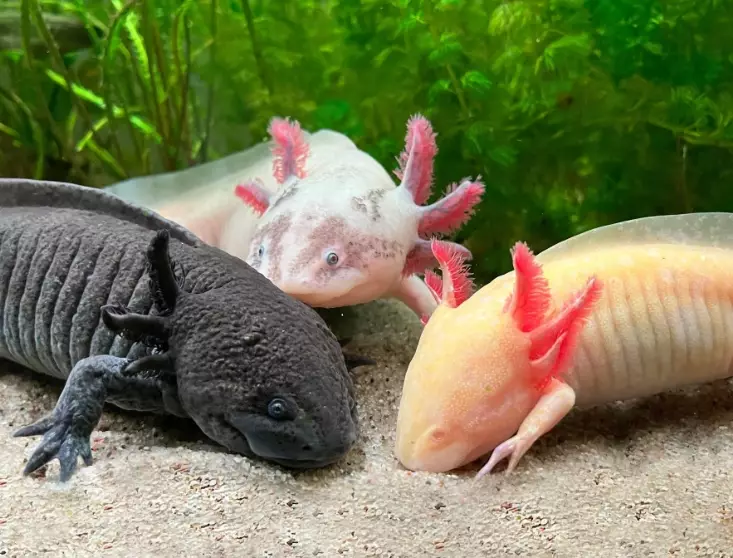 axolotl care